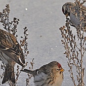 Common Redpoll  "Carduelis flammea"